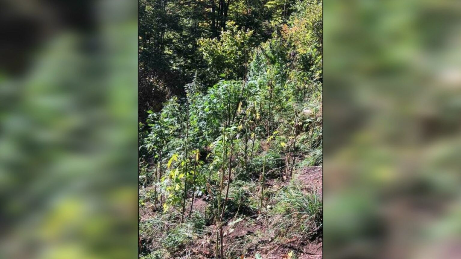 Gjenden tri plantacione me bimë narkotike, lloji kanabais sativa në Podujevë