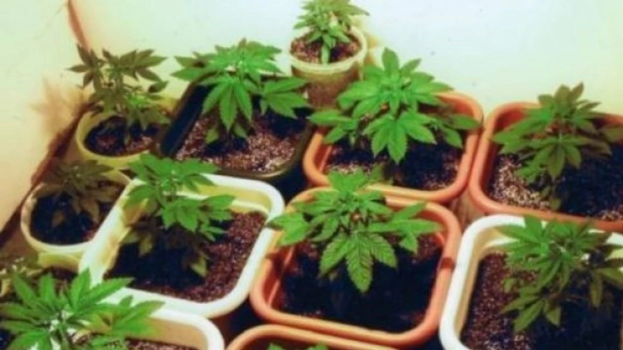 Kapet me 58 bimë kanabisi, arrestohet i dyshuari në Podujevë