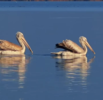 Rama uron qytetarët me një kartolinë nga liqeni i Shkodrës: Pelikani dalmat drejt listës së Biosferës së UNESCO-s