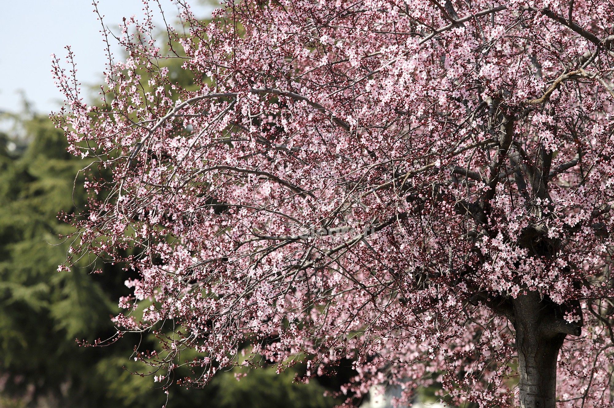 Mot me diell, temperaturat deri 21 gradë